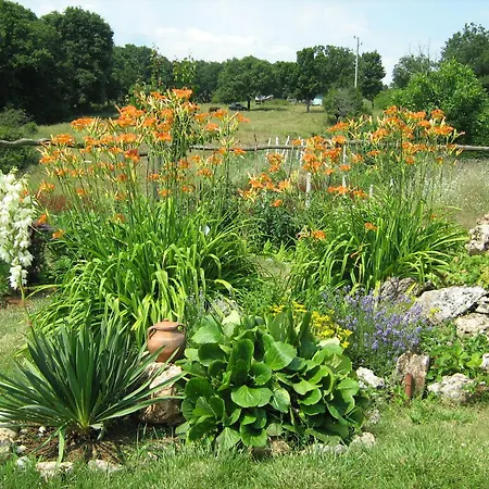 Victoria 2* Синеморец